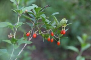 ‘장수의 열매?’ 구기자 효능 부작용 차 한방 정리!