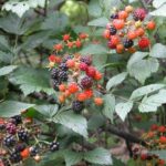 ‘충격적인 힘!’ 복분자 효능 복분자주 만드는 방법 한방 정리