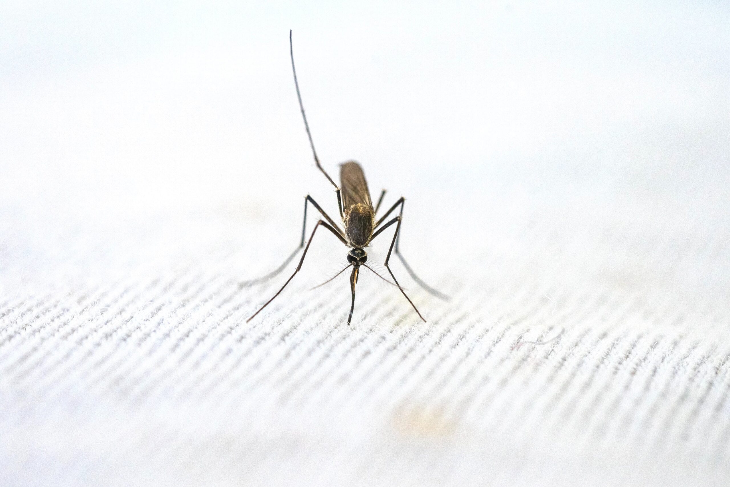 말라리아 증상 및 예방법 등에 대한 설명을 하는 글의 썸네일 사진