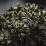 여성 인삼 당귀, 골다공증 치료 음식 추천!