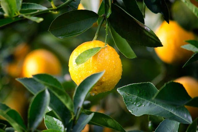 레몬 효능에 대해 설명하는 글의 썸네일 사진